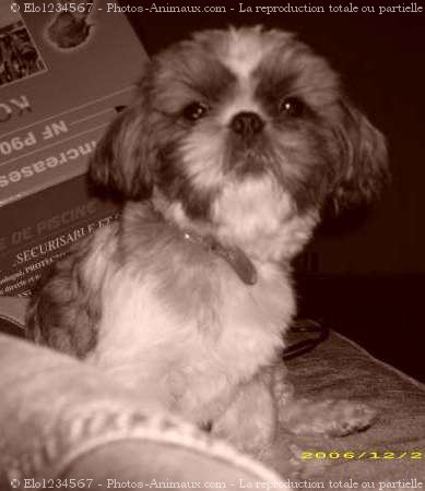 Photo de Shih tzu