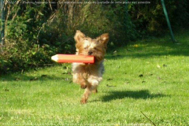 Photo de Yorkshire terrier