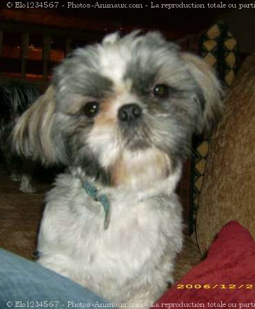 Photo de Shih tzu