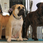 Photo de Bullmastiff