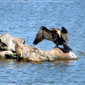 Photo de Cormorans hupps