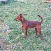 Photo de Pinscher nain