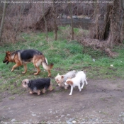 Photo de Yorkshire terrier