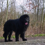 Photo de Chien de terre-neuve