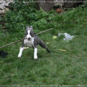 Photo d'American staffordshire terrier