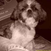 Photo de Shih tzu