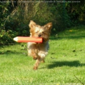 Photo de Yorkshire terrier