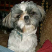 Photo de Shih tzu