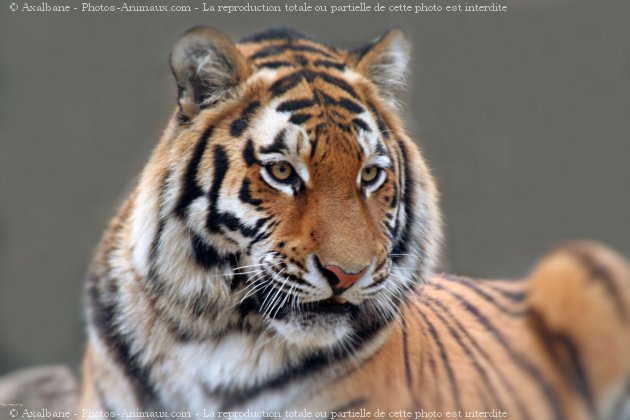 Photo de Tigre