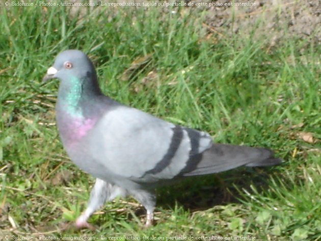 Photo de Pigeon