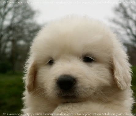 Photo de Chien de montagne des pyrnes