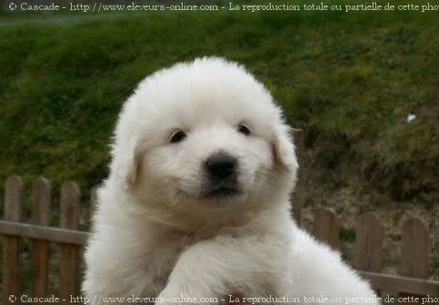 Photo de Chien de montagne des pyrnes