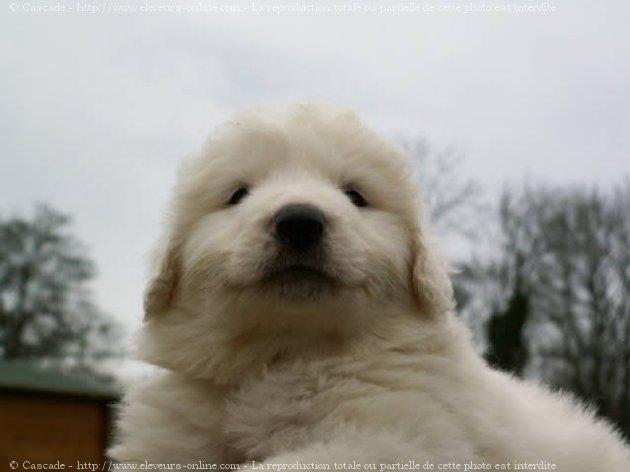 Photo de Chien de montagne des pyrnes