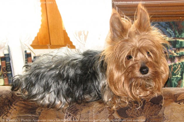 Photo de Yorkshire terrier