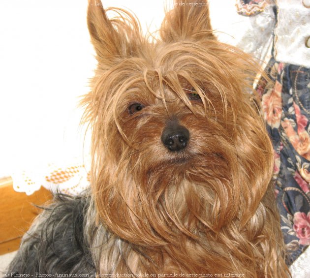 Photo de Yorkshire terrier