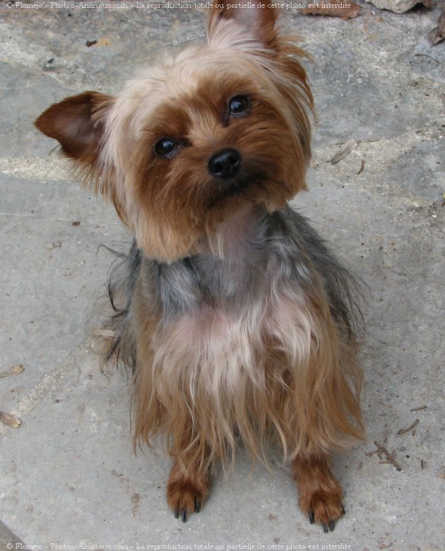 Photo de Yorkshire terrier