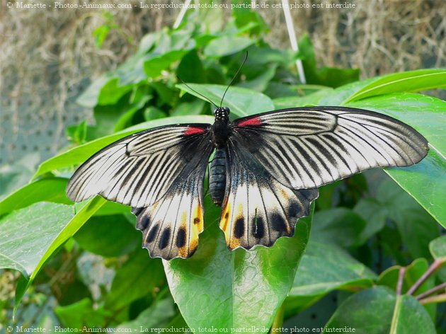 Photo de Papillon