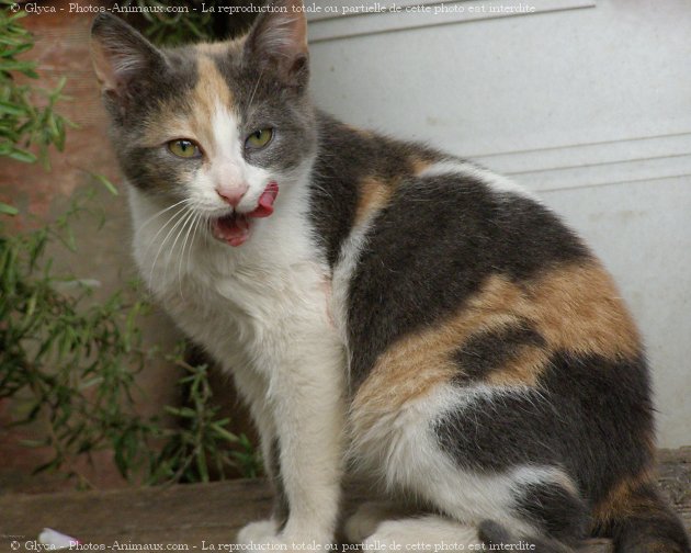 Photo de Chat domestique