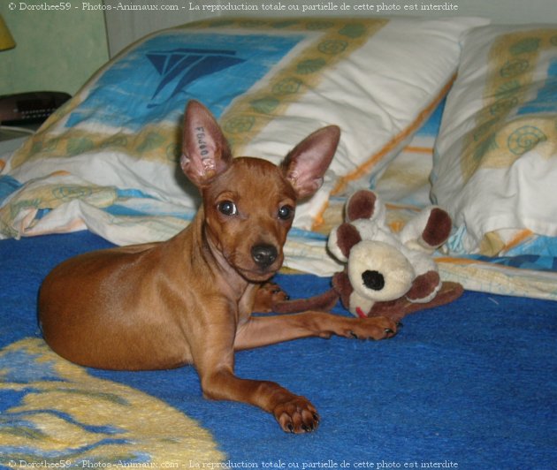 Photo de Pinscher nain