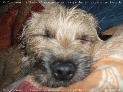 Photo de Border terrier