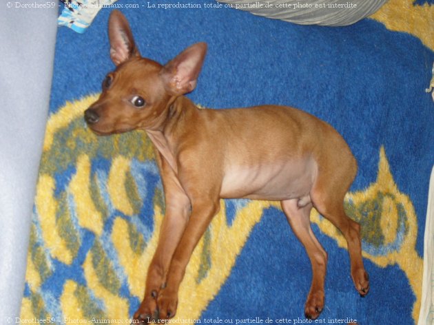 Photo de Pinscher nain