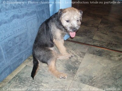 Photo de Border terrier