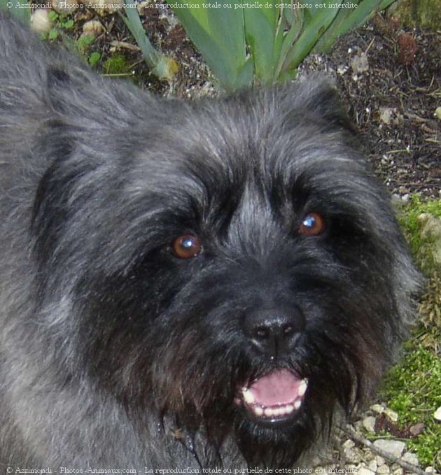 Photo de Cairn terrier