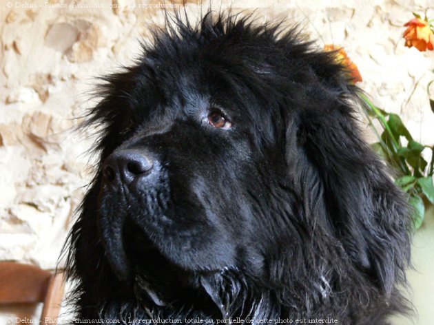 Photo de Chien de terre-neuve