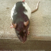 Photo de Rat