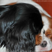 Photo de Cavalier king charles spaniel