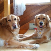 Photo de Golden retriever