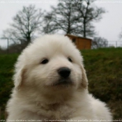 Photo de Chien de montagne des pyrnes