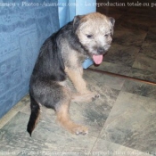 Photo de Border terrier