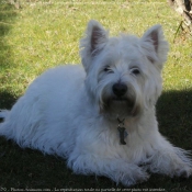 Photo de West highland white terrier