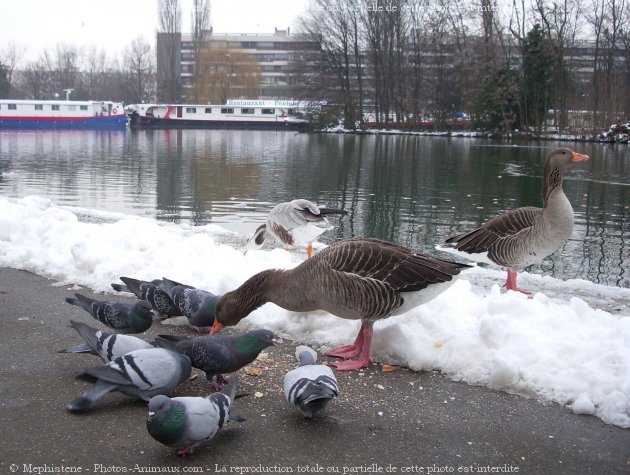 Photo de Races diffrentes