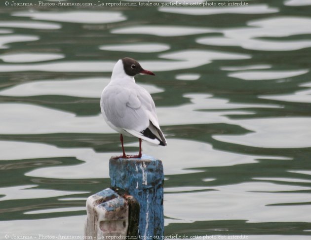 Photo de Mouette