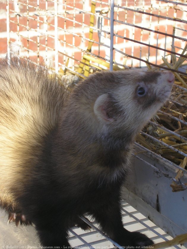 Photo de Furet