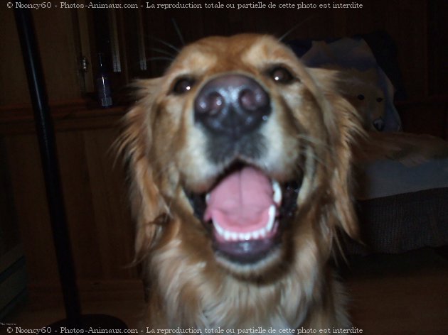 Photo de Golden retriever