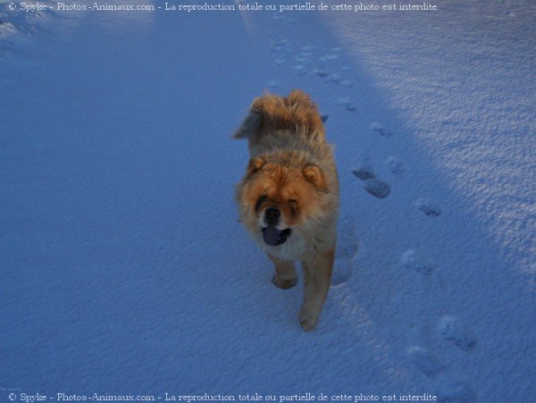 Photo de Chow chow