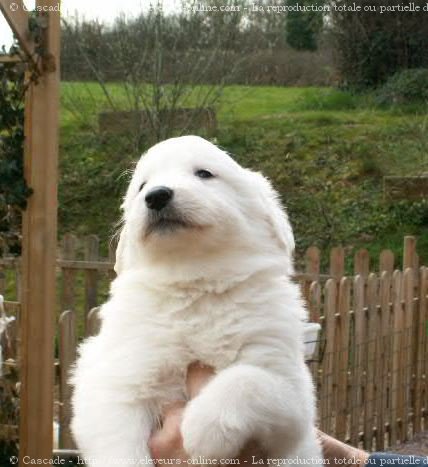 Photo de Chien de montagne des pyrnes