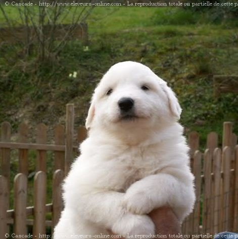 Photo de Chien de montagne des pyrnes