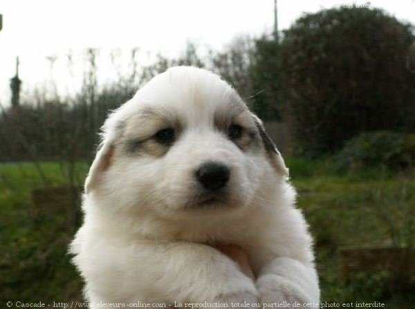 Photo de Chien de montagne des pyrnes