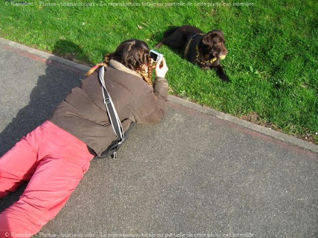 Photo de Labrador retriever