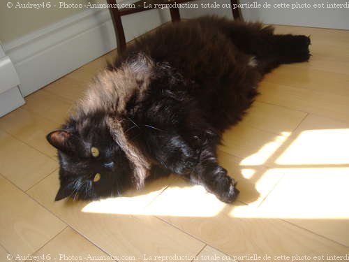 Photo de Chat domestique