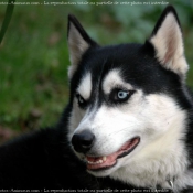 Photo de Husky siberien