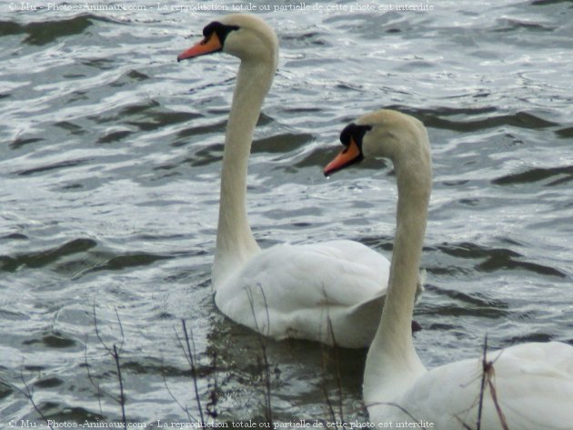 Photo de Cygne