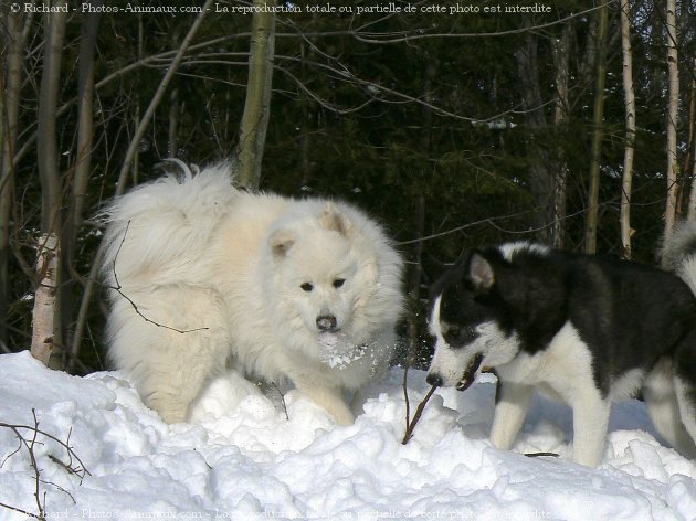 Photo de Races diffrentes