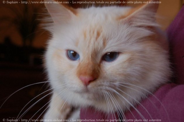 Photo de Sacr de birmanie