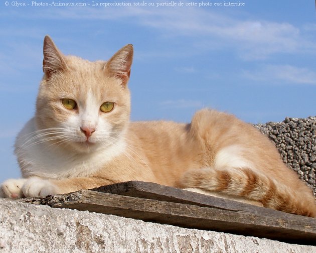 Photo de Chat domestique