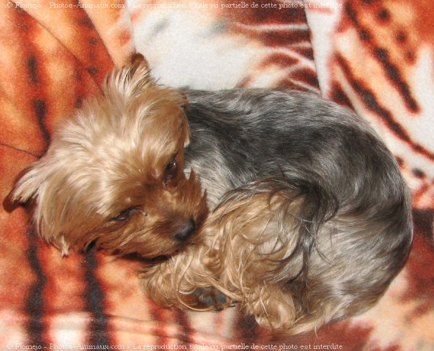 Photo de Yorkshire terrier